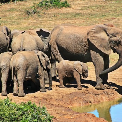 south-africa_elephants