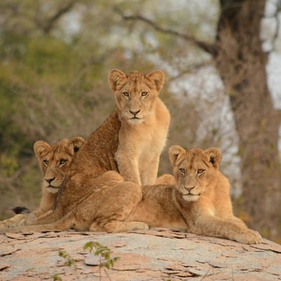 south-africa_lions
