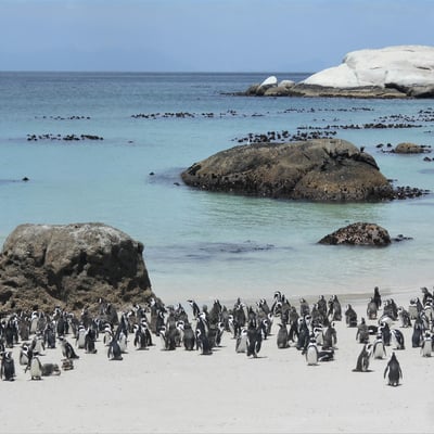 south-africa_penguins