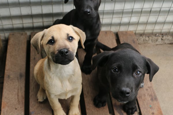 TEARS Animal Rescue