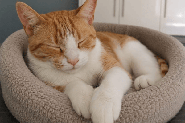 Foster Love Animal Rescue