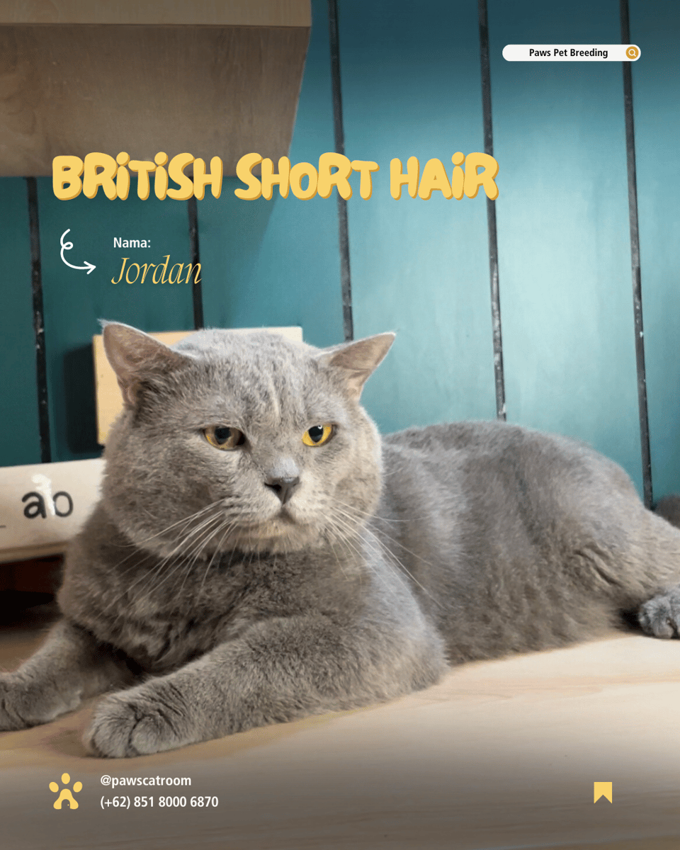 Image for Picks Your Favorite Cats