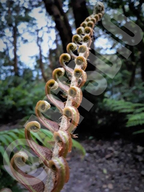 Ketika download, resolusi dan ukuran yang Anda dapatkan akan lebih besar daripada yang ditampilkan. Gambar 3: