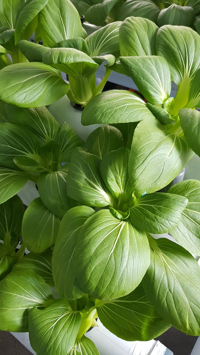 📸Popotoan, image 0