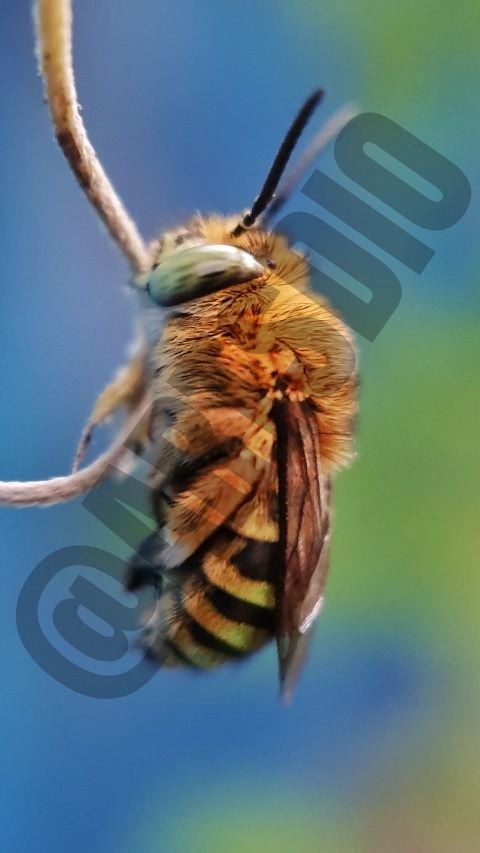 image for Galeri Foto BERBAYAR - B button