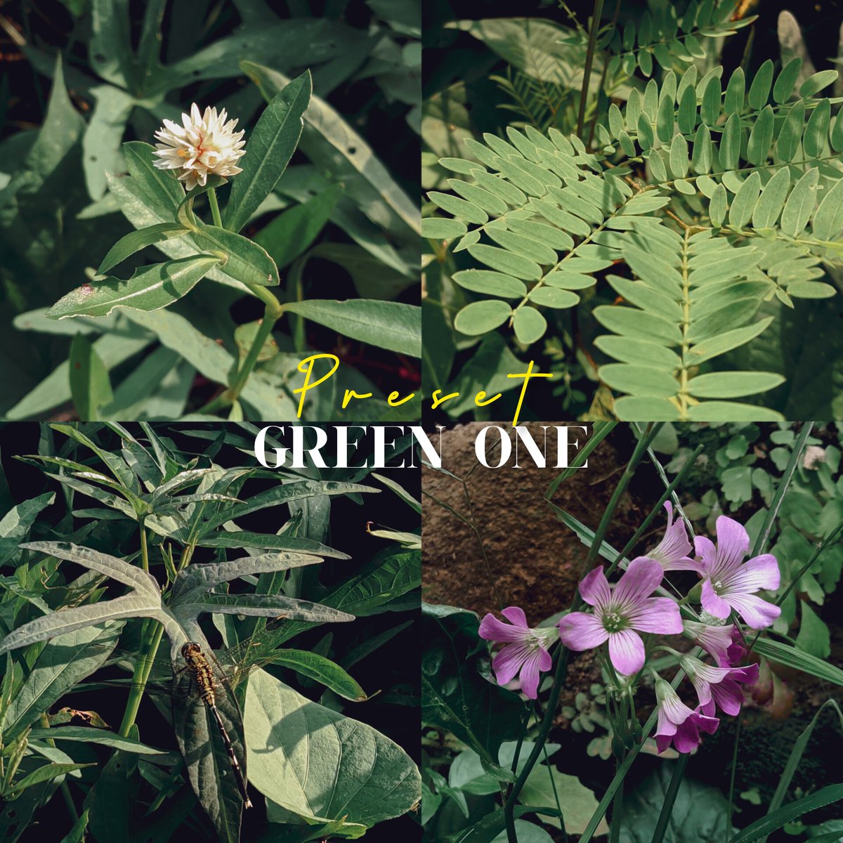 image for (FREE) Preset Lightroom tone green series button