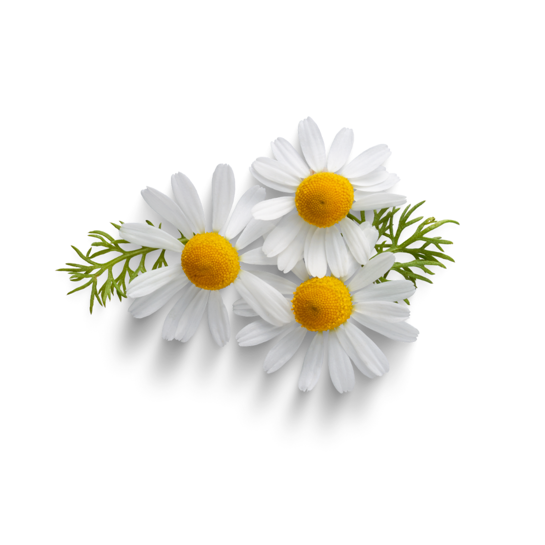 image for My Portofolio button