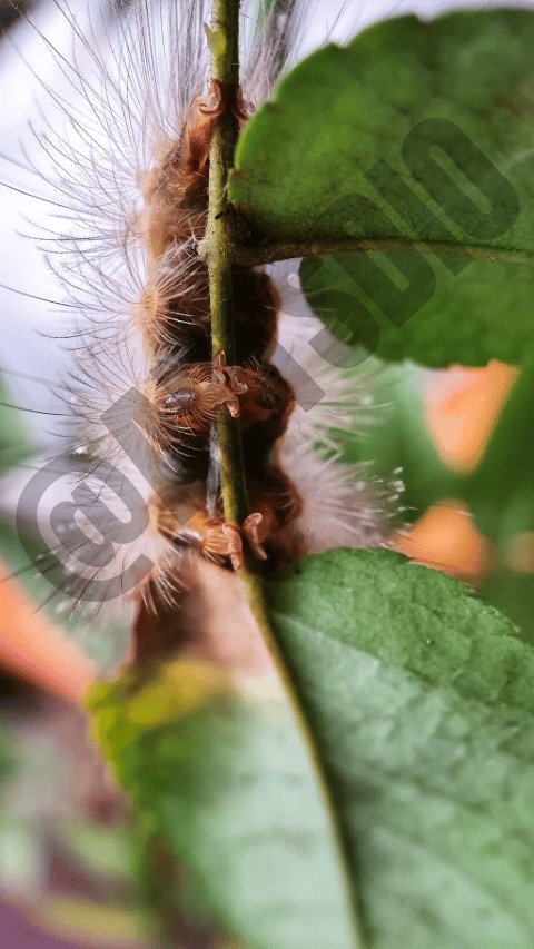 Beberapa Contoh Koleksi:, image 1