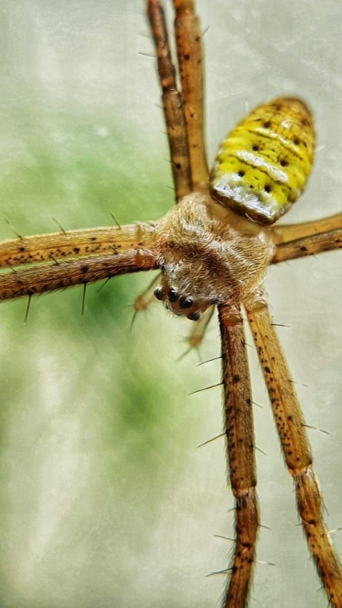 image for Galeri Foto GRATIS button