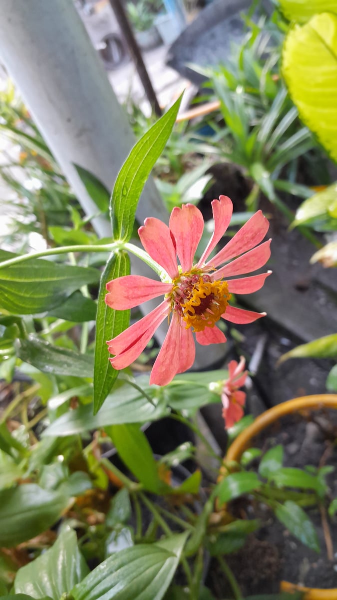 image for Photopack Bunga Kertas button