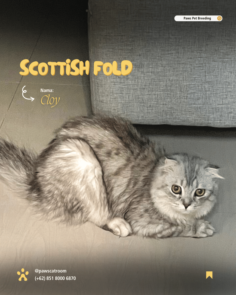 Image for Picks Your Favorite Cats