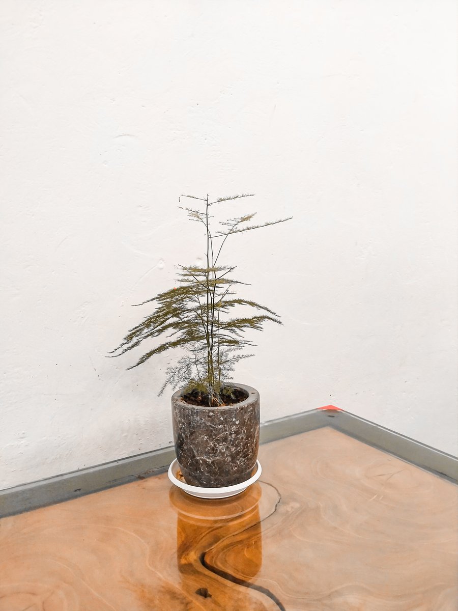 📸 My Gallery, image 13