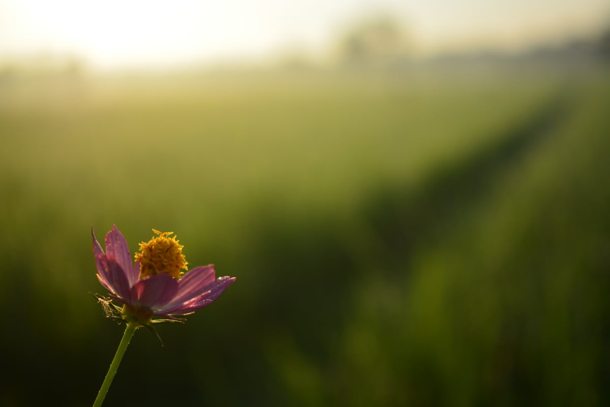 Image for Landscape Example