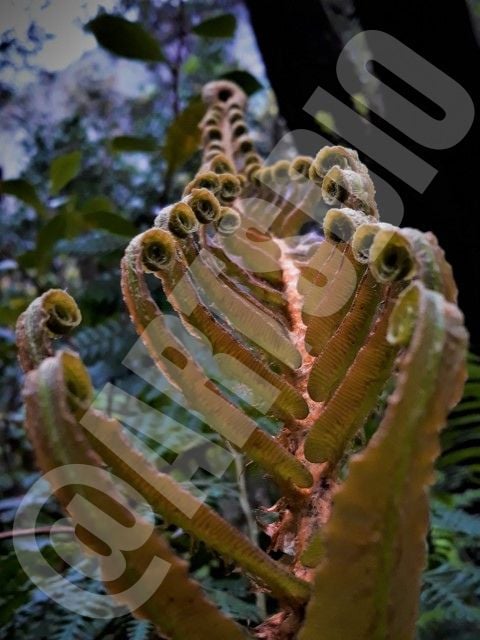 Ketika download, resolusi dan ukuran yang Anda dapatkan akan lebih besar daripada yang ditampilkan. Gambar 2: