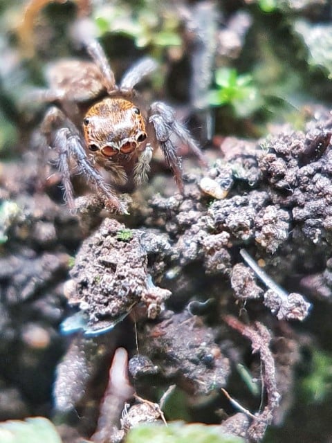 Beberapa Contoh Koleksi:, image 5