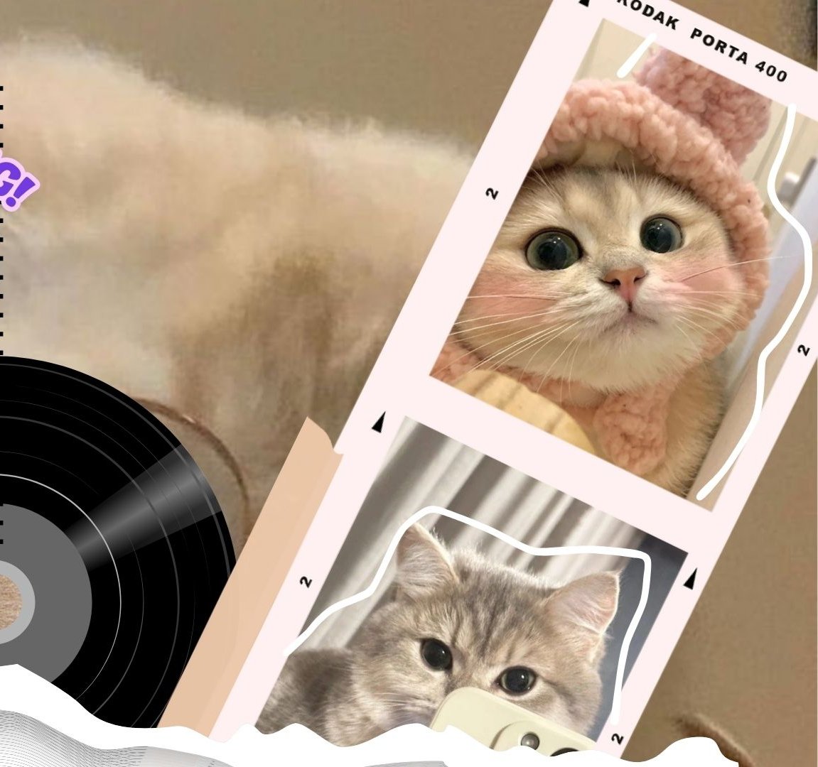 Image 4 for Tema kucing 