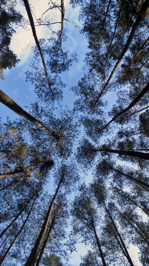 Beberapa Contoh Koleksi:, image 2