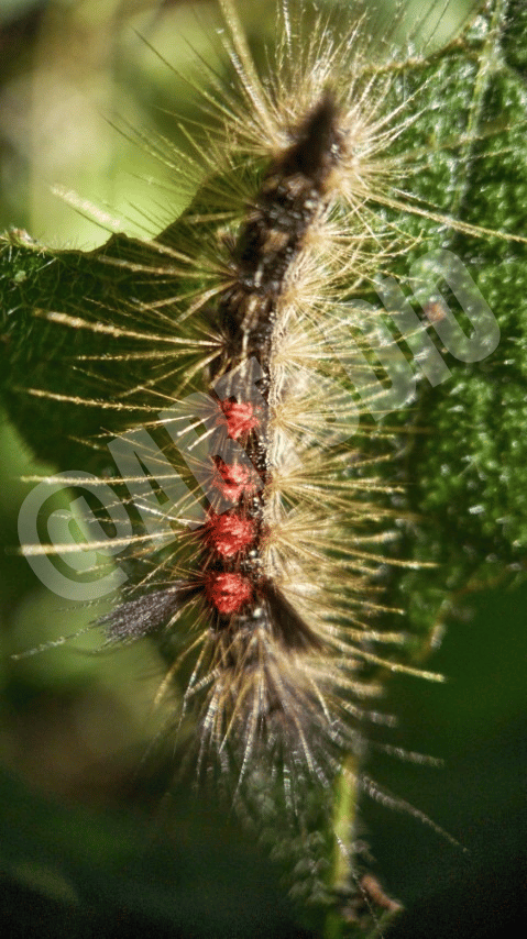 Ketika download, resolusi dan ukuran yang Anda dapatkan akan lebih besar daripada yang ditampilkan. Gambar 1: