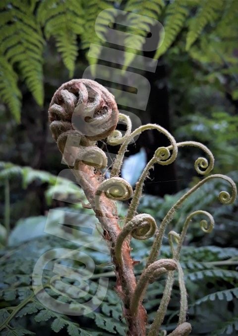 Ketika download, resolusi dan ukuran yang Anda dapatkan akan lebih besar daripada yang ditampilkan. Gambar 1: