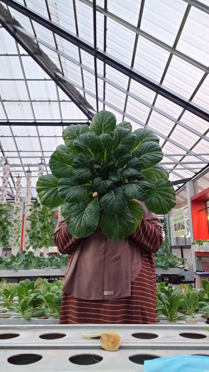 image for Berkebun di Rumah button