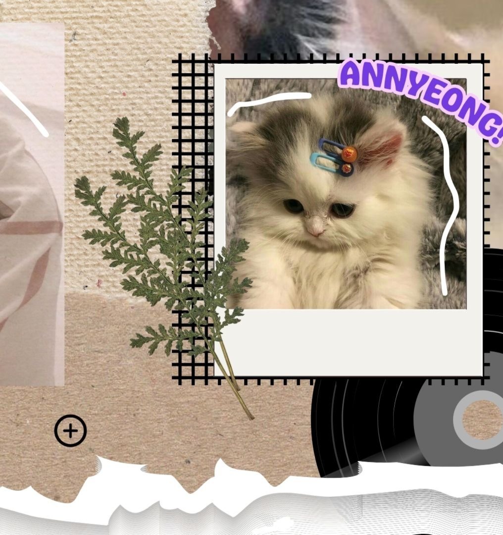Image 3 for Tema kucing 