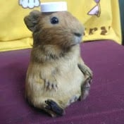 image for Youtube Short Meme button