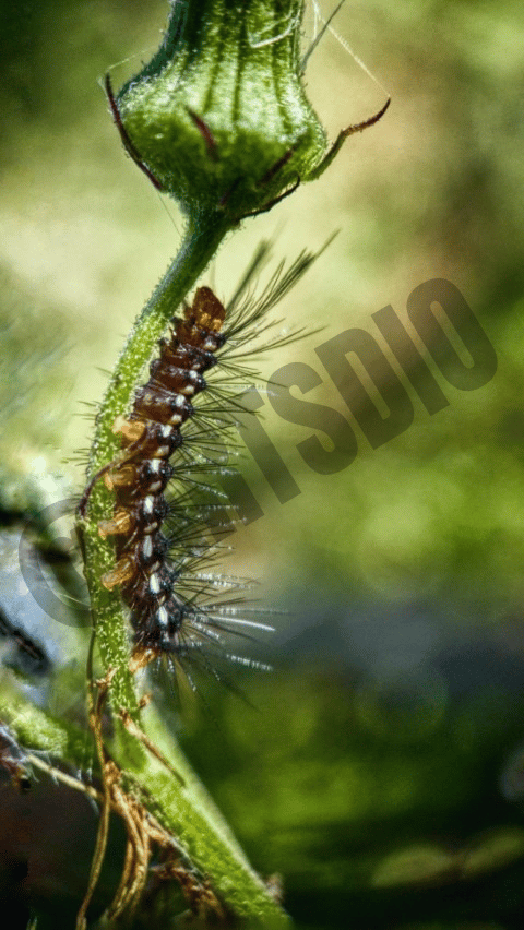 Ketika download, resolusi dan ukuran yang Anda dapatkan akan lebih besar daripada yang ditampilkan. Gambar 2: