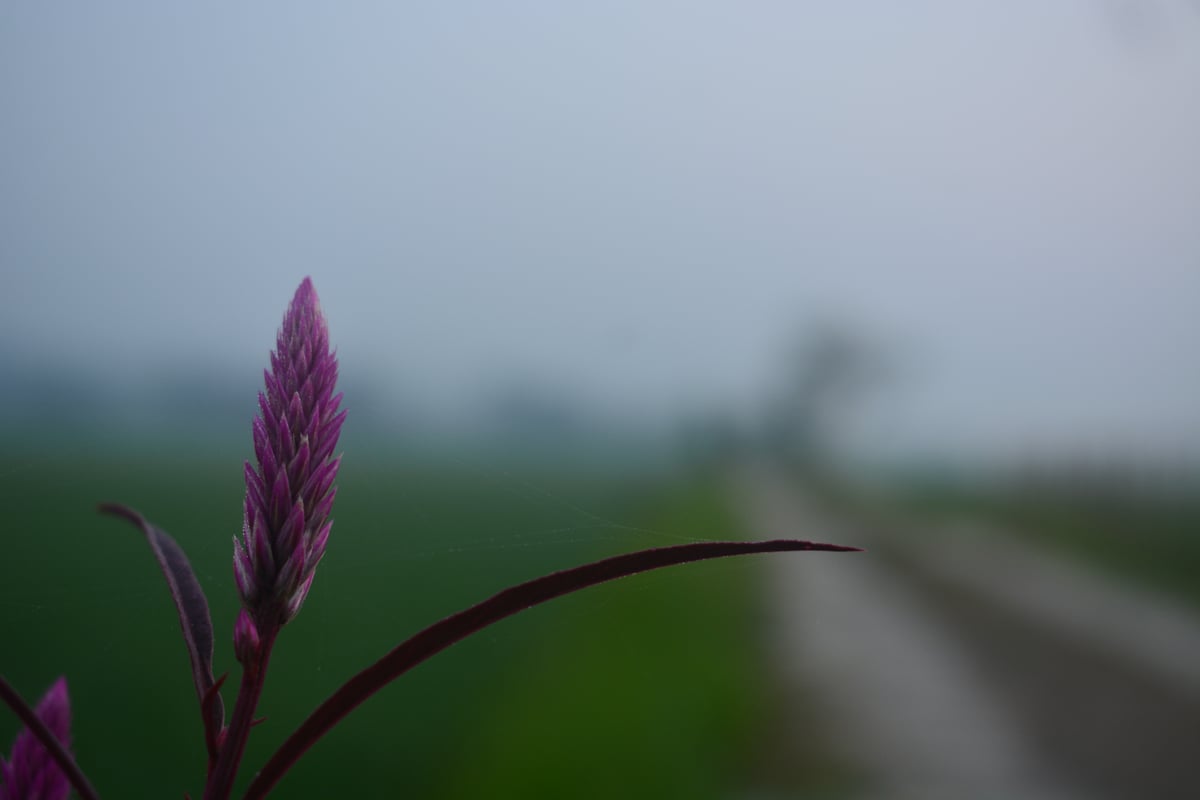 Image for Landscape Example