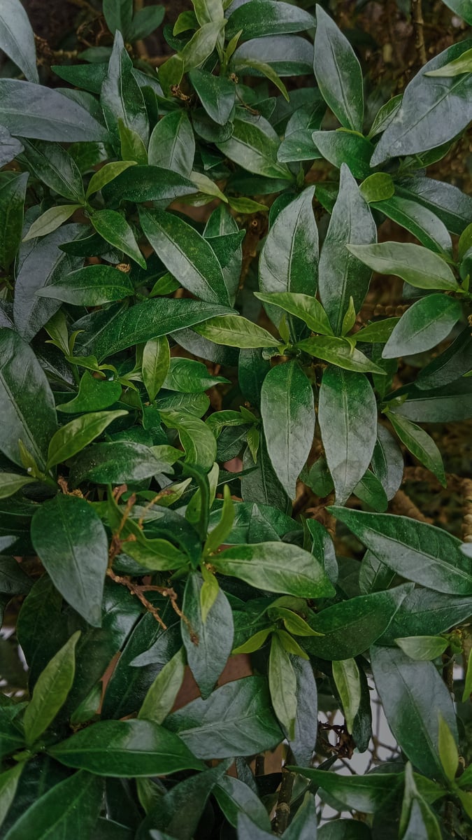 My mobile photography, image 5
