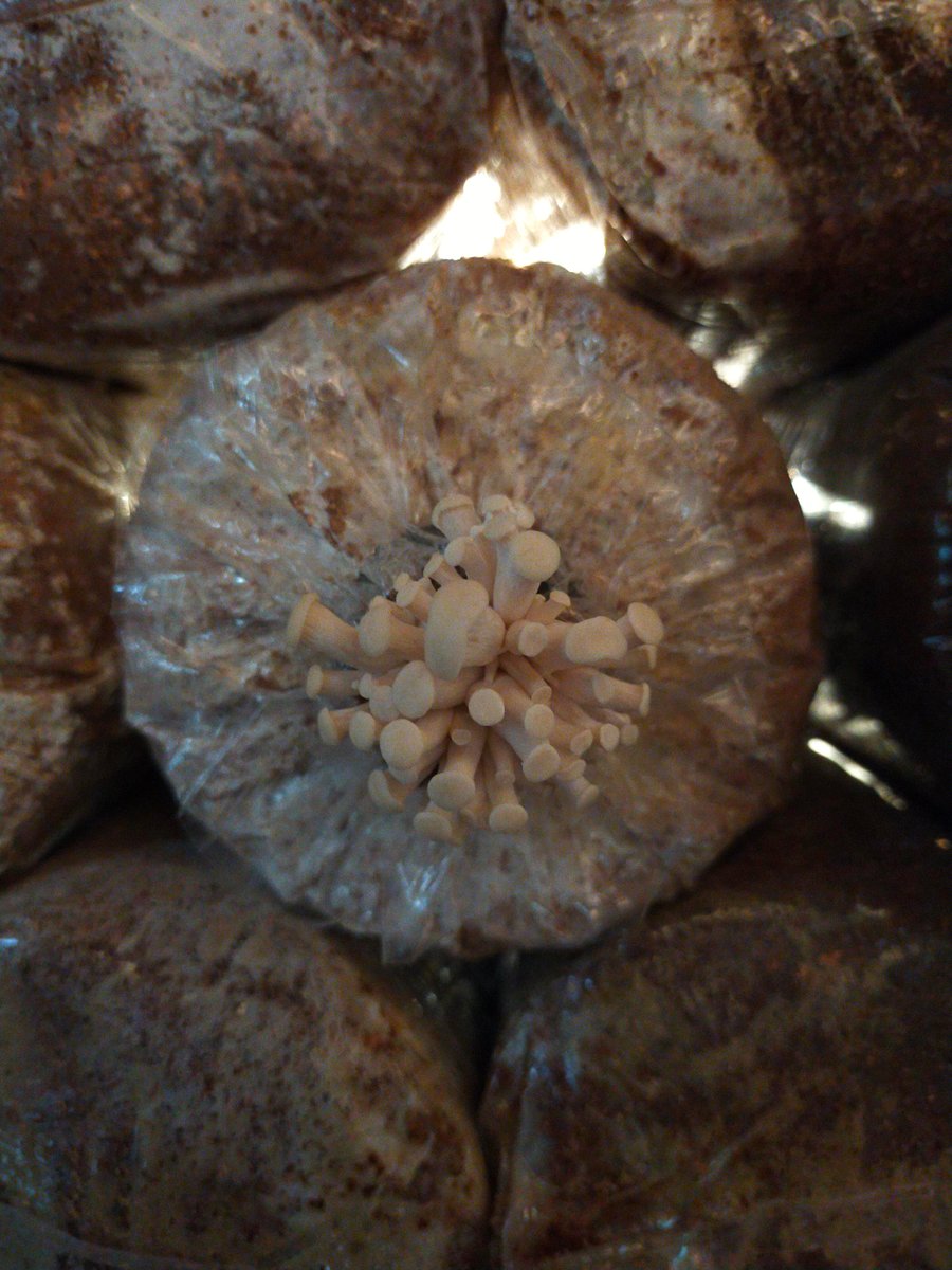 image for Rumah Tighau button