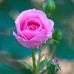 image for Portofolio button