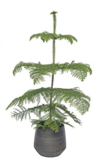 Kamerplant als kerstboom kersttrends