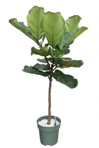 fris interieur met planten