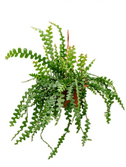 planten in je interieur