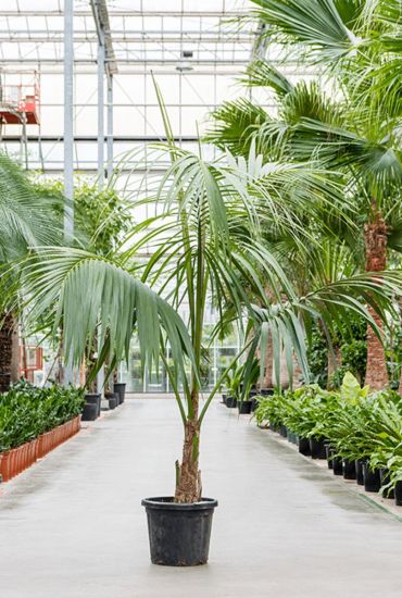planten in je interieur