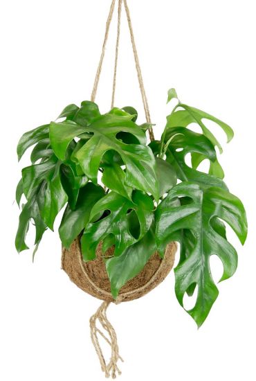 planten in je interieur