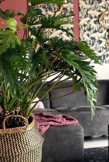 planten in je interieur