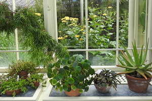fris interieur na de decembermaand kamerplanten neerzetten