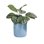 sfeer Plant Peperomia Bush takken kunst cocomaison 41750 groen interieur