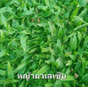 หญ้ามาเลเซีย