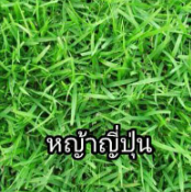 หญ้าญี่ปุ่น