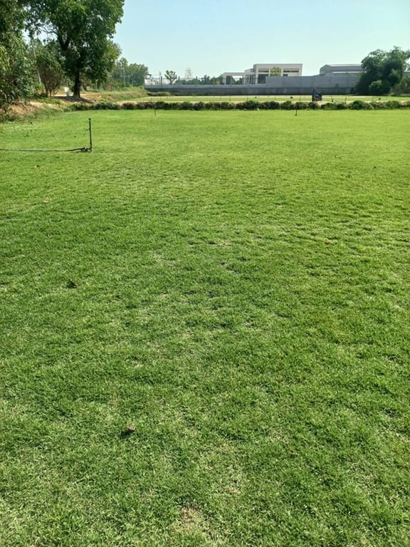 สนามหญ้า