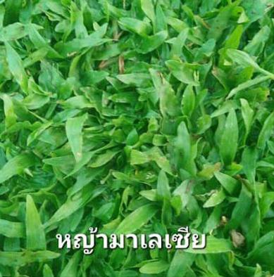 หญ้ามาเลเซีย