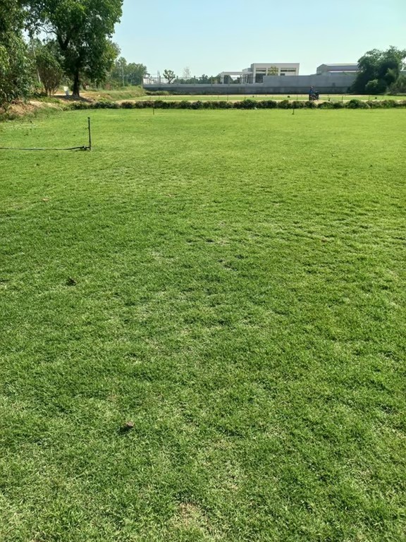 สนามหญ้าสวย