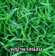 หญ้านวลน้อย