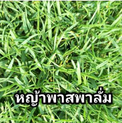 หญ้าพาสพาลั่ม
