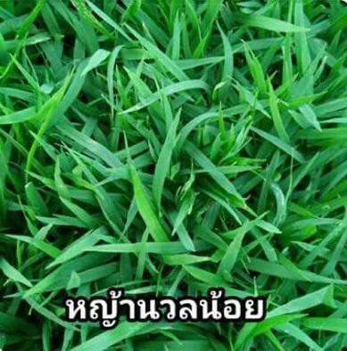 หญ้านวลน้อย