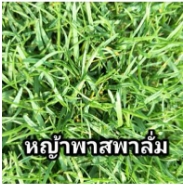 หญ้าพาสพาลั่ม