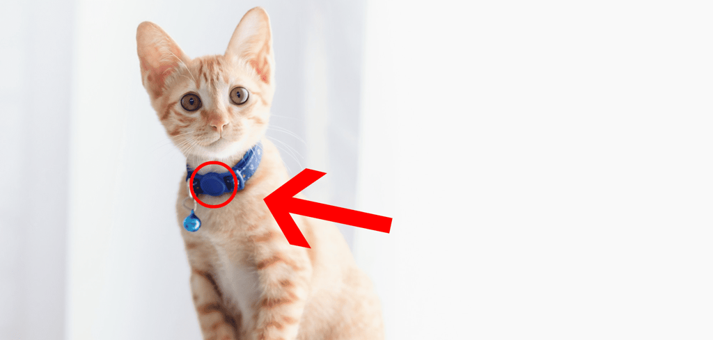 Check The Cat'S Collar For Any Tags Or Identification