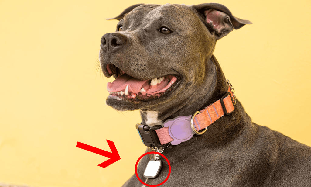Check The Dog'S Collar For A Contact Phone Number